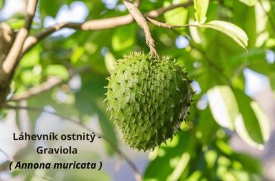 Annona muricata